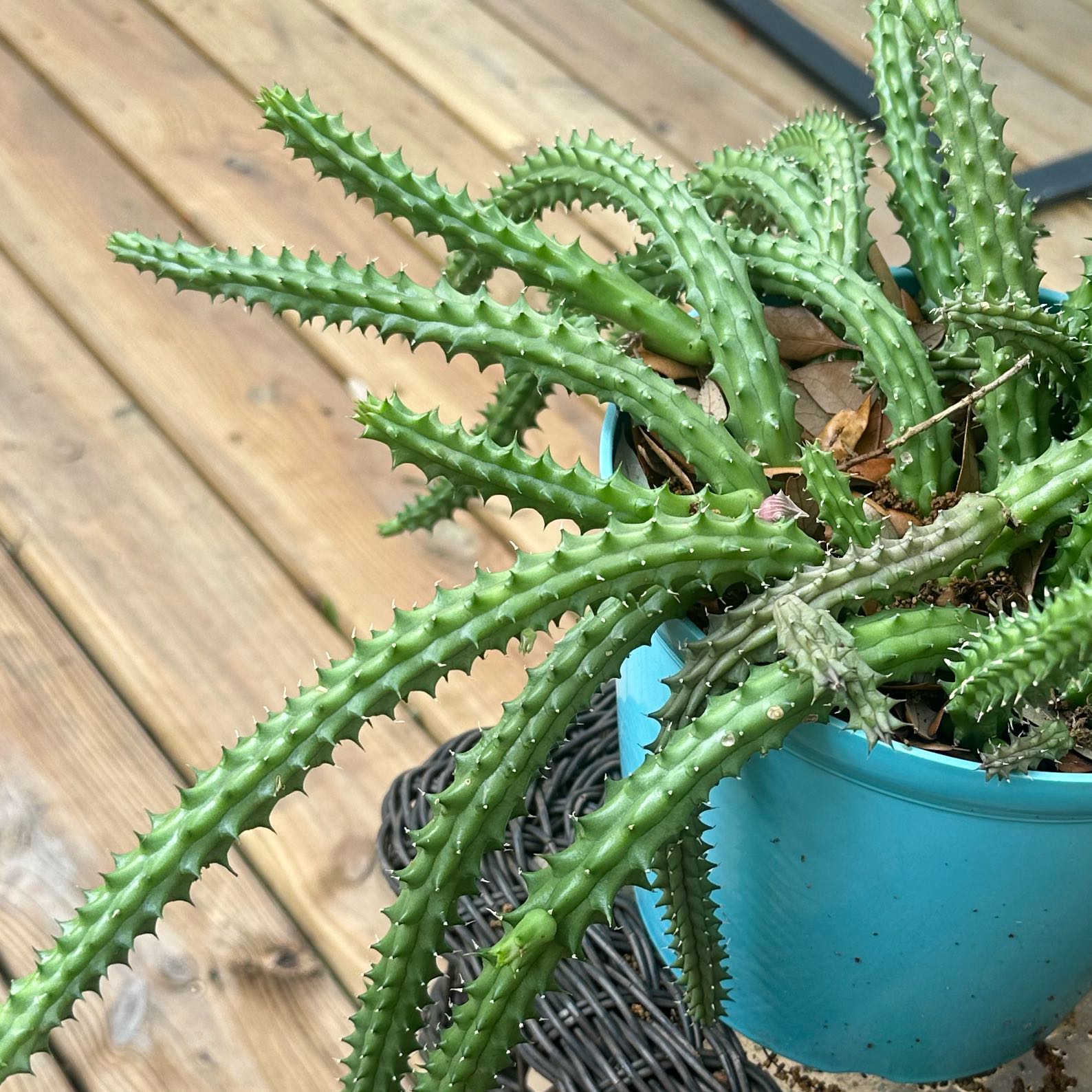 Photo of the plant species Stapelia macrocarpa by @HeadSeagrape45 named Gaga on Greg, the plant care app