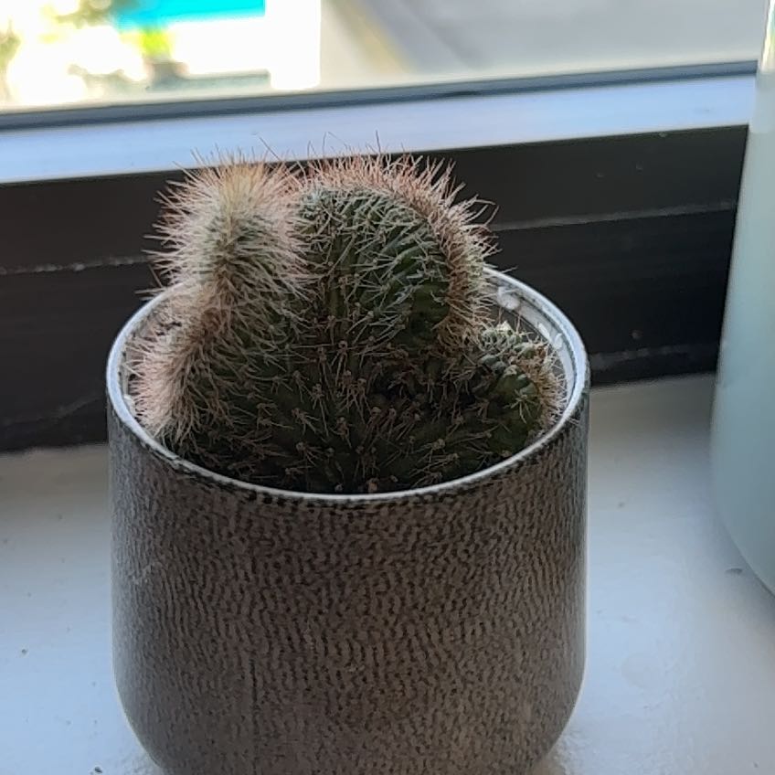 Photo of the plant species Crested Snake Cactus by @CasualHorsemint named da Vinci on Greg, the plant care app