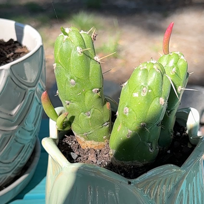 Photo of the plant species dragon egg by @CasualHorsemint named Stella on Greg, the plant care app