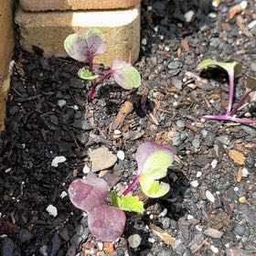 Photo of the plant species Rambo Radish by @BloominBlessing named Lebron on Greg, the plant care app