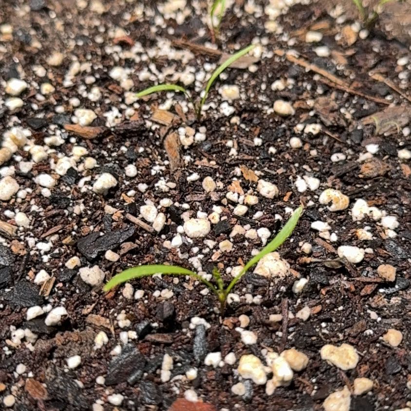 Photo of the plant species Carrot 'Nantes' by @BloominBlessing named Parisian Carrots on Greg, the plant care app