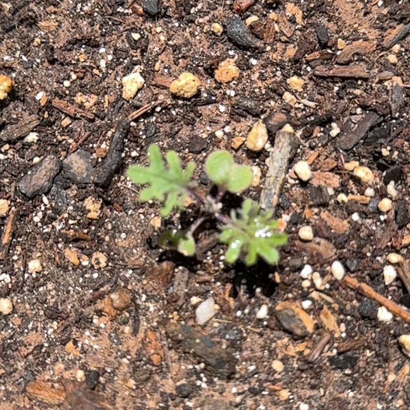 Photo of the plant species Red Russian Kale by @BloominBlessing named Rainier on Greg, the plant care app