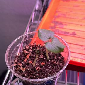 Photo of the plant species Green Okra by @BloominBlessing named Treeyoncé on Greg, the plant care app