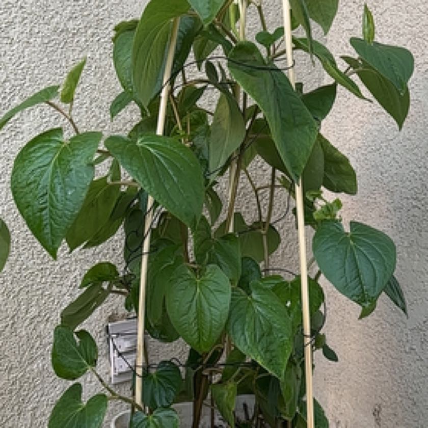 Photo of the plant species Paan by @DeftIceplant47 named Ronaldo on Greg, the plant care app
