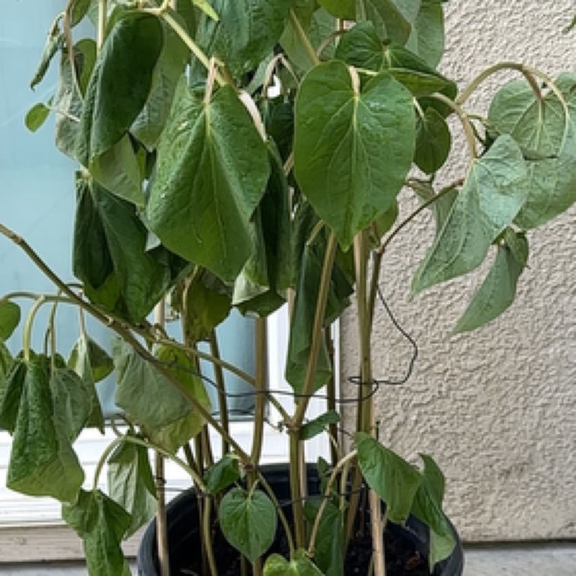 Photo of the plant species Paan by @DeftIceplant47 named Robert Plant on Greg, the plant care app