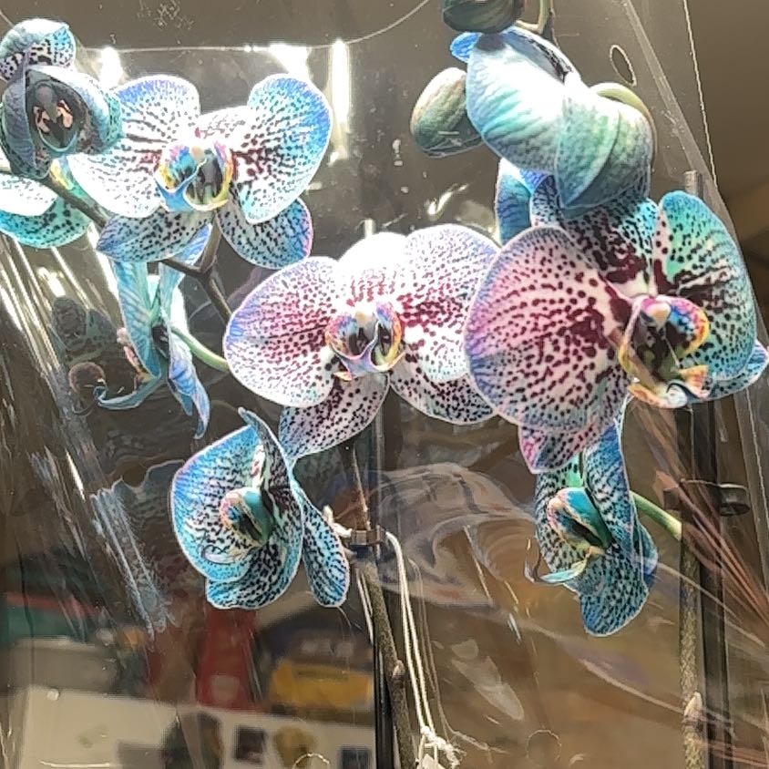 Photo of the plant species Kaleidoscope Orchid by @WinPersia25 named Luna on Greg, the plant care app