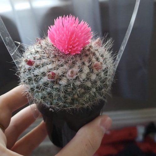 Photo of the plant species Cactus by @AbleTagetes69 named Dax on Greg, the plant care app