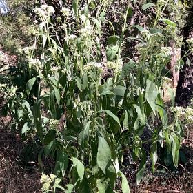Photo of the plant species White Crownbeard by @GrownLightwood named Winston on Greg, the plant care app