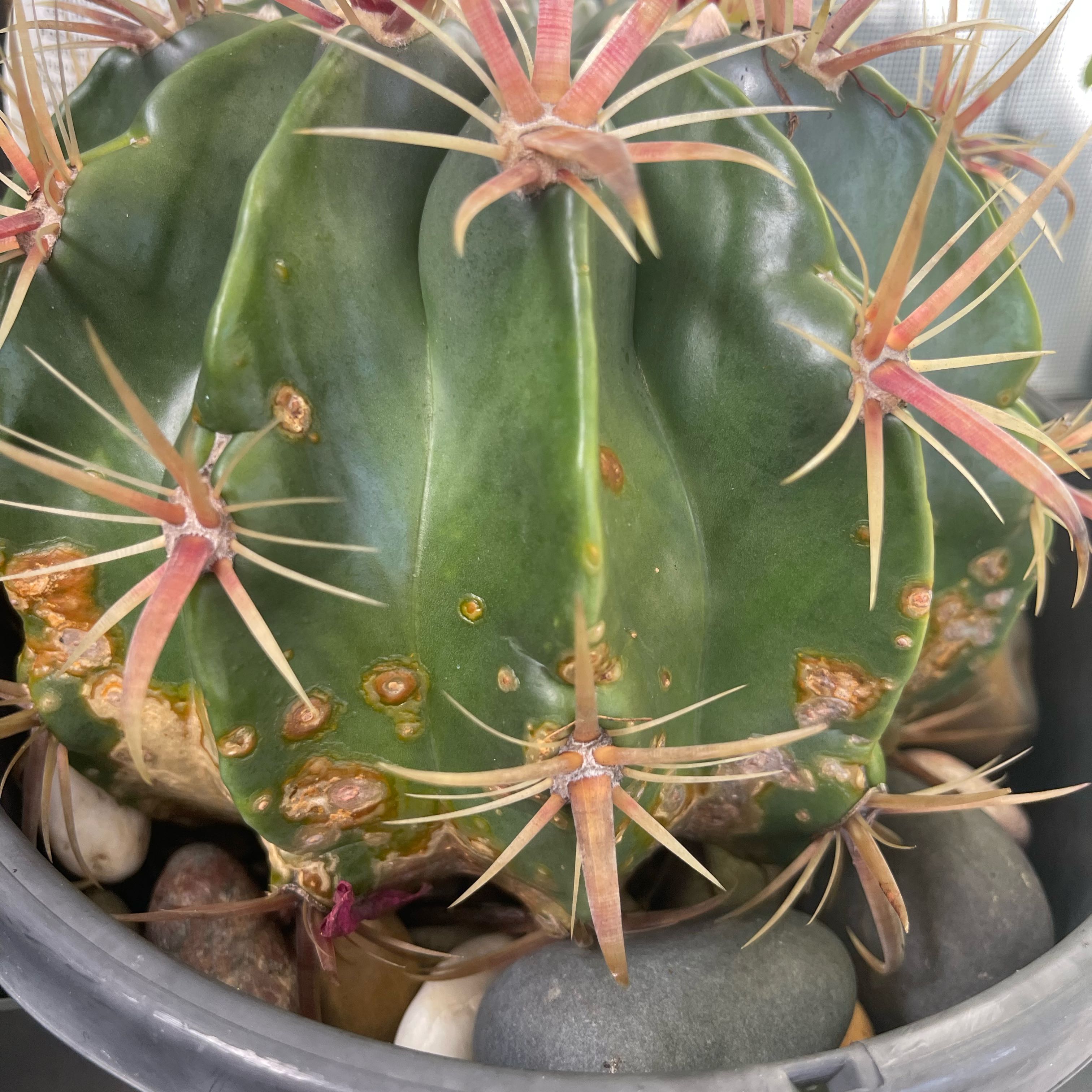 Photo of the plant species Ferocactus macrodiscus by @Nayturesgifts named Sahara on Greg, the plant care app