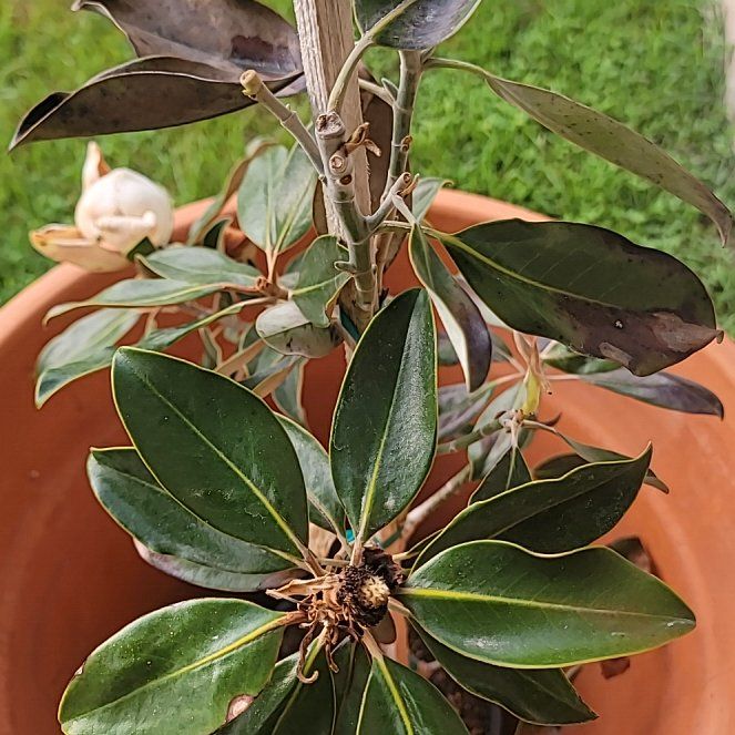 Photo of the plant species Little Gem Magnolia by @ValiantSucc72 named Dolly on Greg, the plant care app