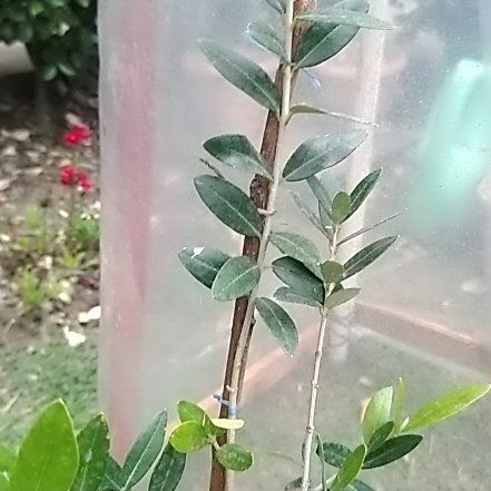 Olive