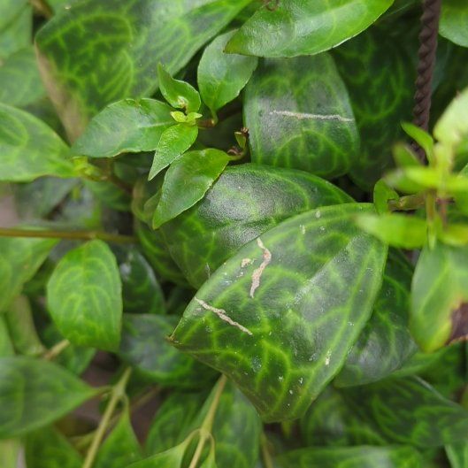 Photo of the plant species American Wintergreen by @HumbleTagetes59 named Robert Plant on Greg, the plant care app