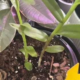 Photo of the plant species Fire Star Orchid by @TryNeem22 named Sage on Greg, the plant care app