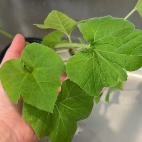 Photo of the plant species Miniature Pumpkin by @ClubbyBorage1 named Marilyn on Greg, the plant care app
