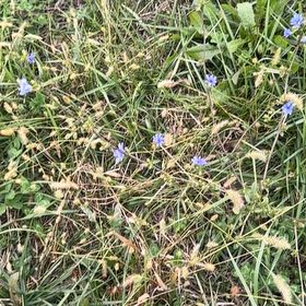 Photo of the plant species Chickory by @ClassyFord66 named Keanu Leaves on Greg, the plant care app
