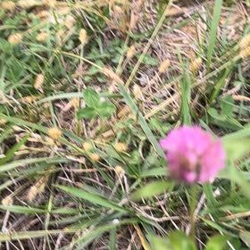 Photo of the plant species Red Clover by @ClassyFord66 named Achilles on Greg, the plant care app