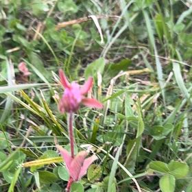 Photo of the plant species Old Man's Whiskers by @ClassyFord66 named Tupot amaroot on Greg, the plant care app