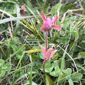 Photo of the plant species Old Man's Whiskers by @ClassyFord66 named Gregarious on Greg, the plant care app