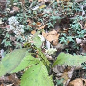 Photo of the plant species Richweed by @ClassyFord66 named Einstein on Greg, the plant care app