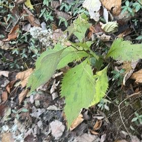 Photo of the plant species Richweed by @ClassyFord66 named Walt on Greg, the plant care app
