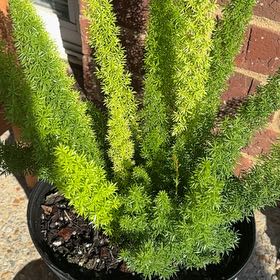 Photo of the plant species Variegated Foxtail Fern by @chloeal named Gaga on Greg, the plant care app
