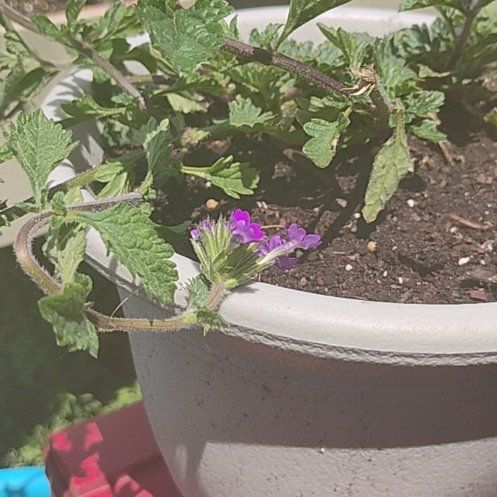 Photo of the plant species Burgundy Verbena by @TryTutu79 named Harmony on Greg, the plant care app