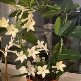 Photo of the plant species Variegated Madagascar Jasmine by @LightNiaouli68 named Sonora on Greg, the plant care app