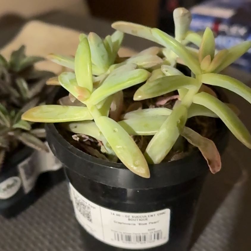Photo of the plant species Graptoveria 'Blue Pearl' by @ZestyAlula62 named Stella on Greg, the plant care app