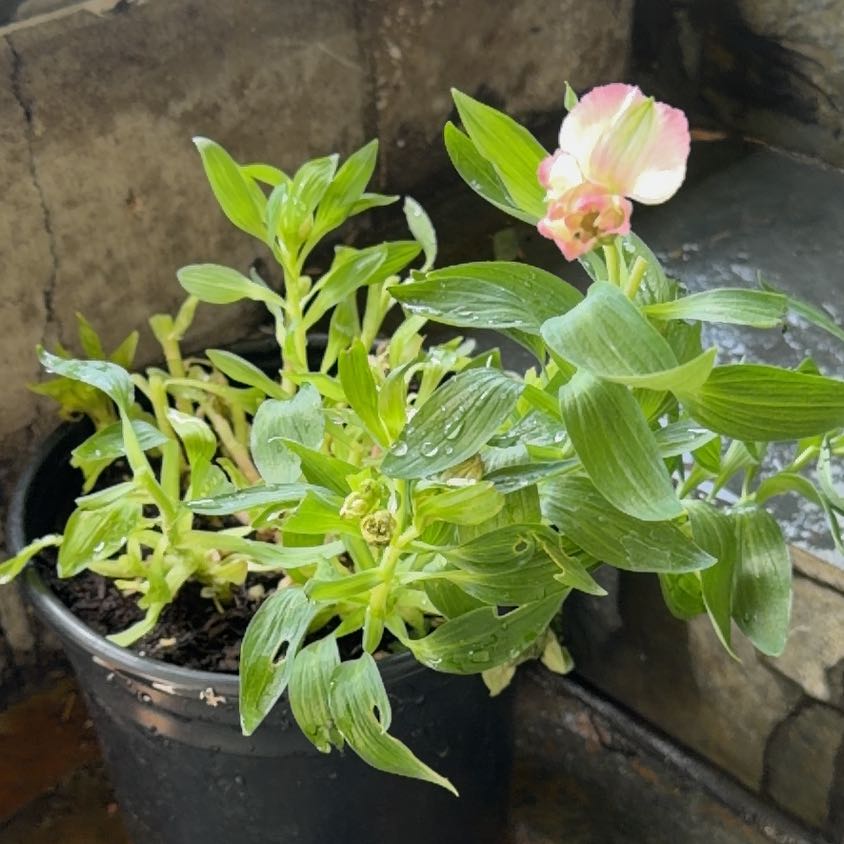 Photo of the plant species Peruvian-Lily by Michelle named Austen on Greg, the plant care app