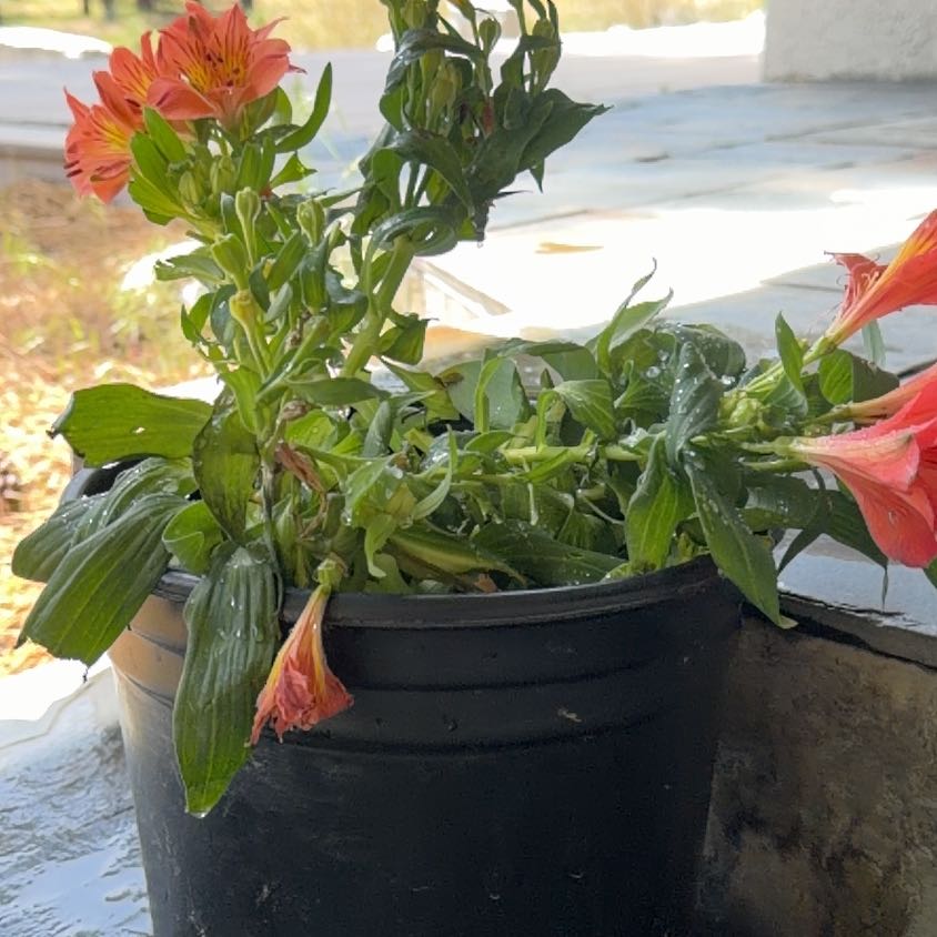 Photo of the plant species Peruvian-Lily by Michelle named Darwin on Greg, the plant care app