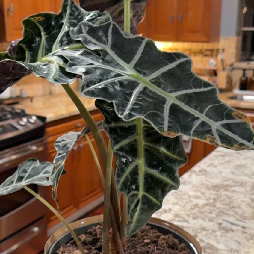 Photo of the plant species Alocacia by Michelle named Targaryen on Greg, the plant care app