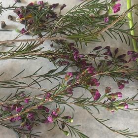 Photo of the plant species Alpine Heath by @ChiefWychelm21 named Winston on Greg, the plant care app