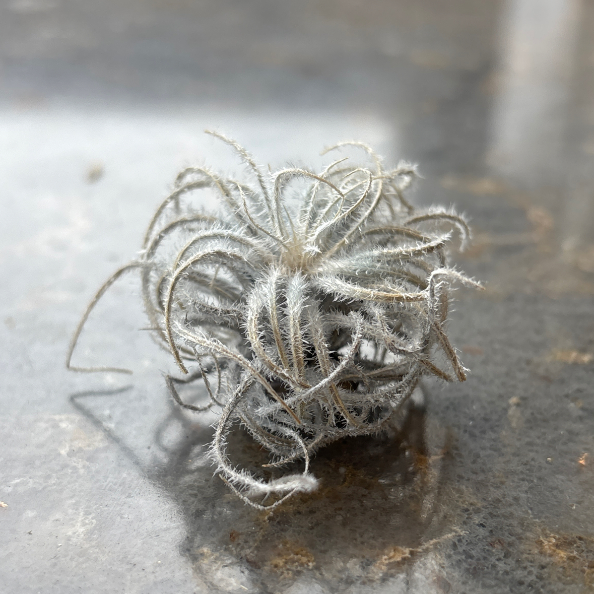 Photo of the plant species Snowball Air Plant by @FreeAlicesundew named Fifi on Greg, the plant care app