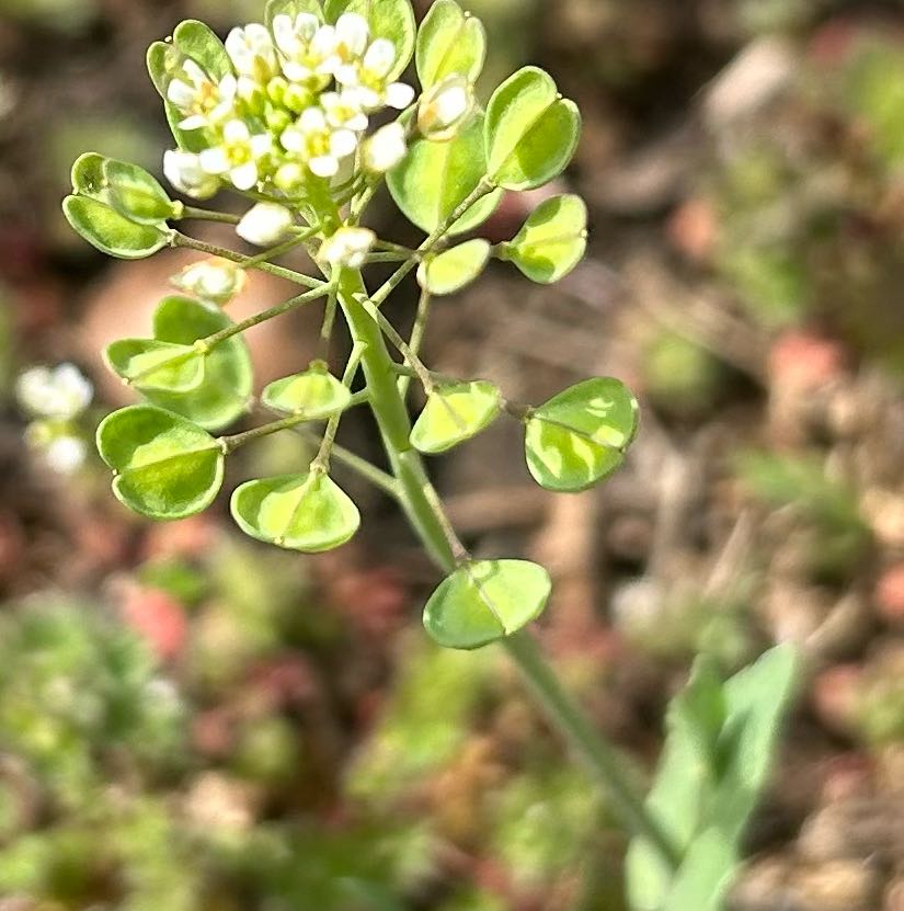 Photo of the plant species Poorman Pepperweed by @RichBegonia74 named James Dean on Greg, the plant care app