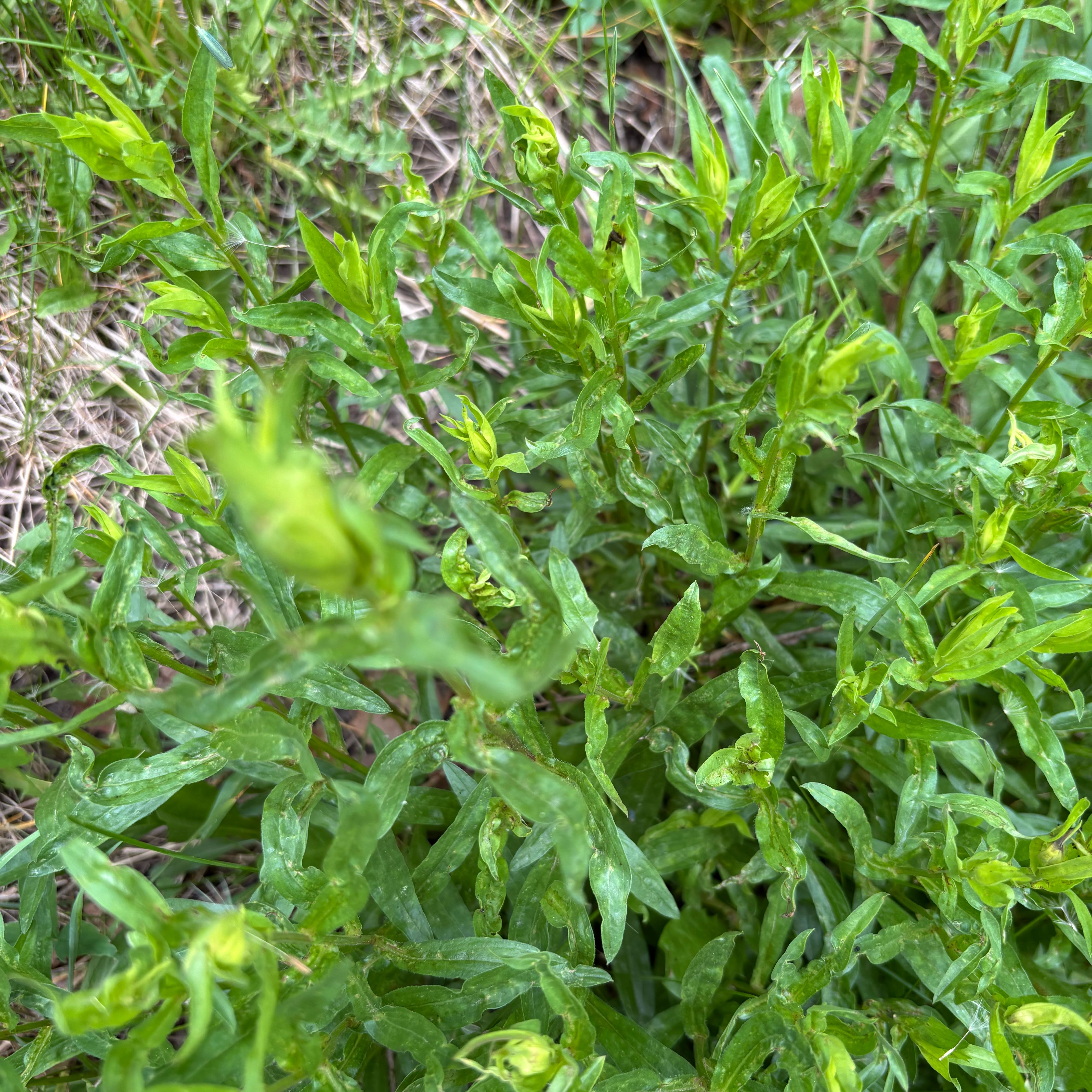 Photo of the plant species Square-Stemmed Willowherb by @ClearCobnut16 named Kendall on Greg, the plant care app