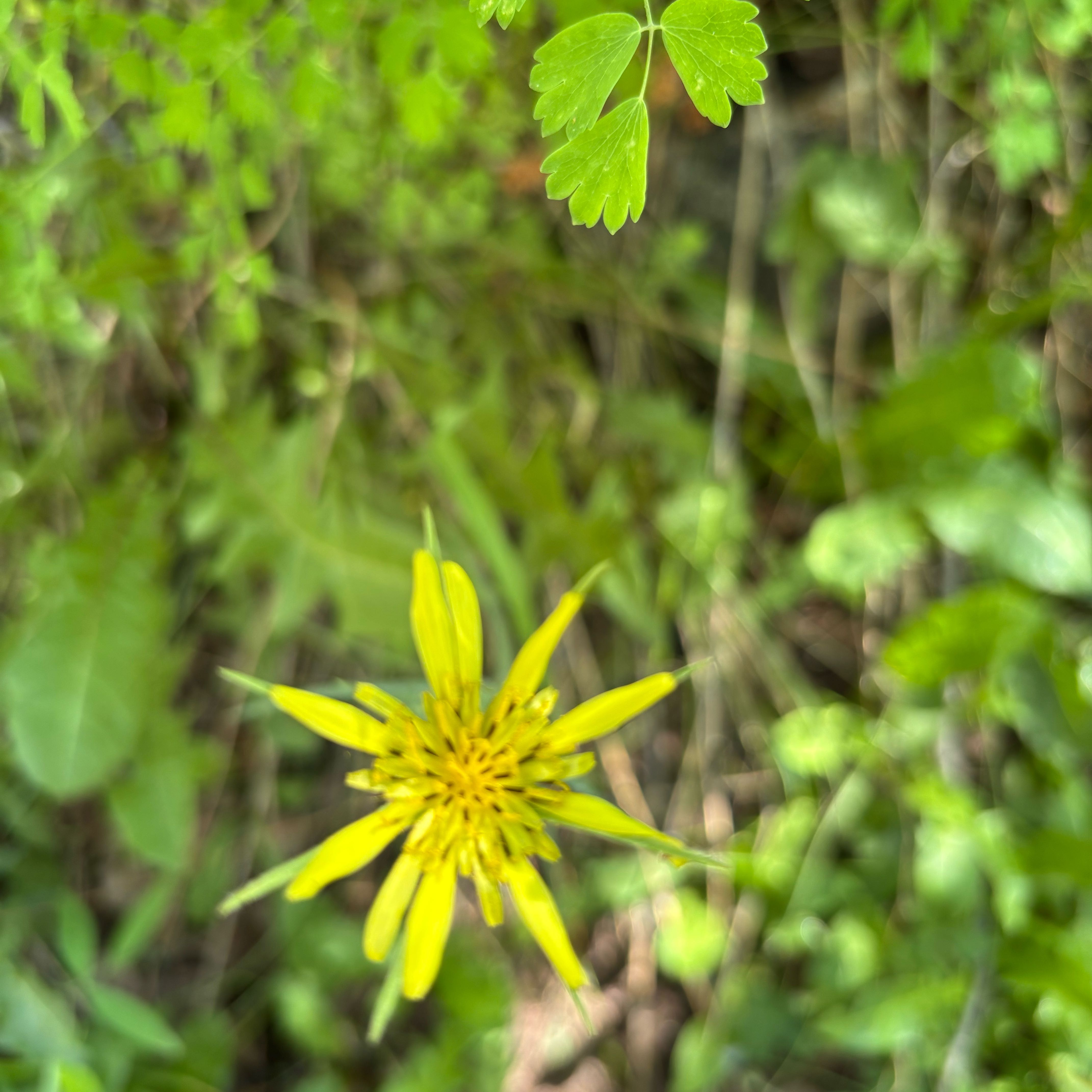 Photo of the plant species Yellow Salsify by @ClearCobnut16 named Khaleesi on Greg, the plant care app
