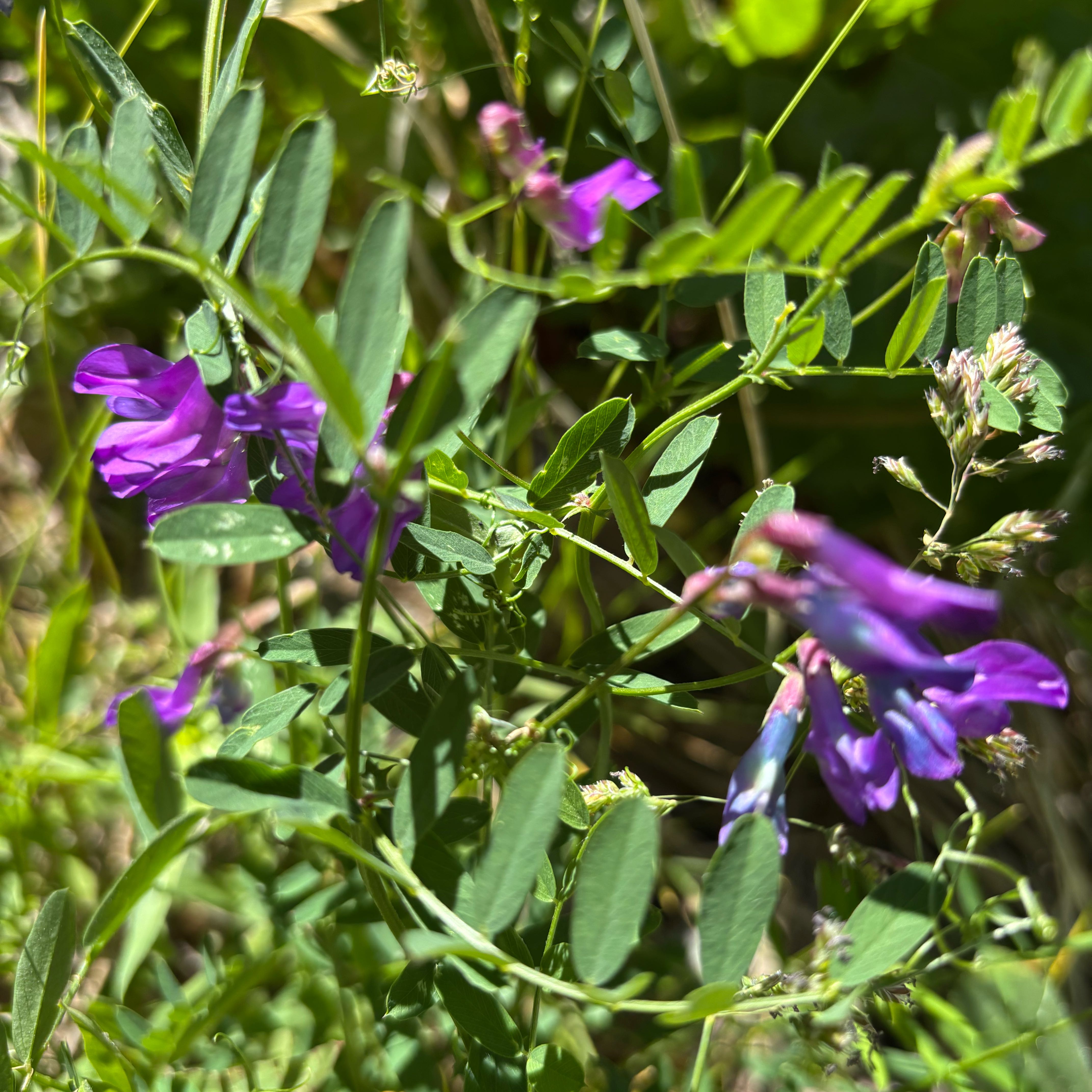 Photo of the plant species Tufted Vetch by @ClearCobnut16 named Willow on Greg, the plant care app
