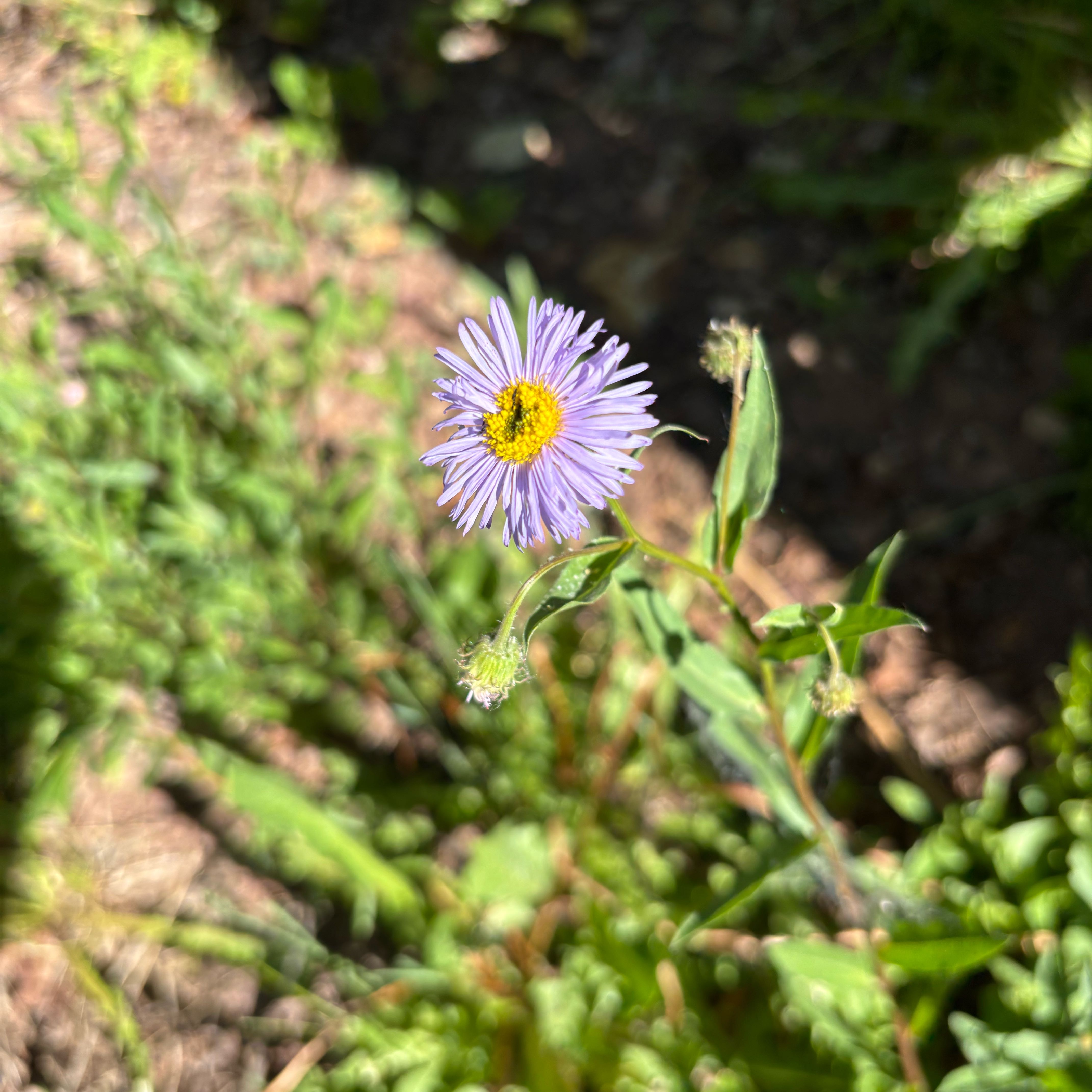 Photo of the plant species Aspen Fleabane by @ClearCobnut16 named Gaga on Greg, the plant care app