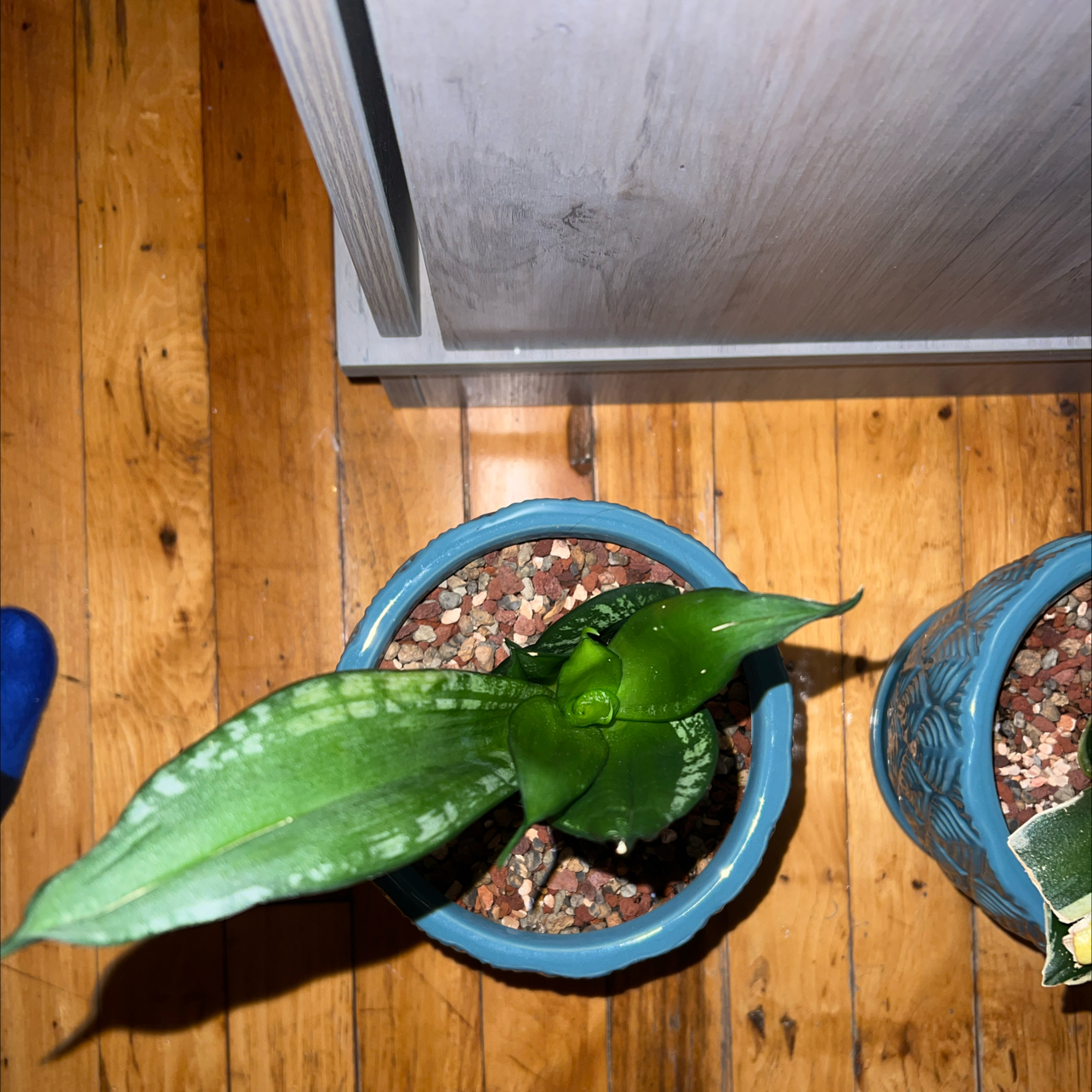 Photo of the plant species Silver Flame by @MarkedPineapple named El Niño on Greg, the plant care app