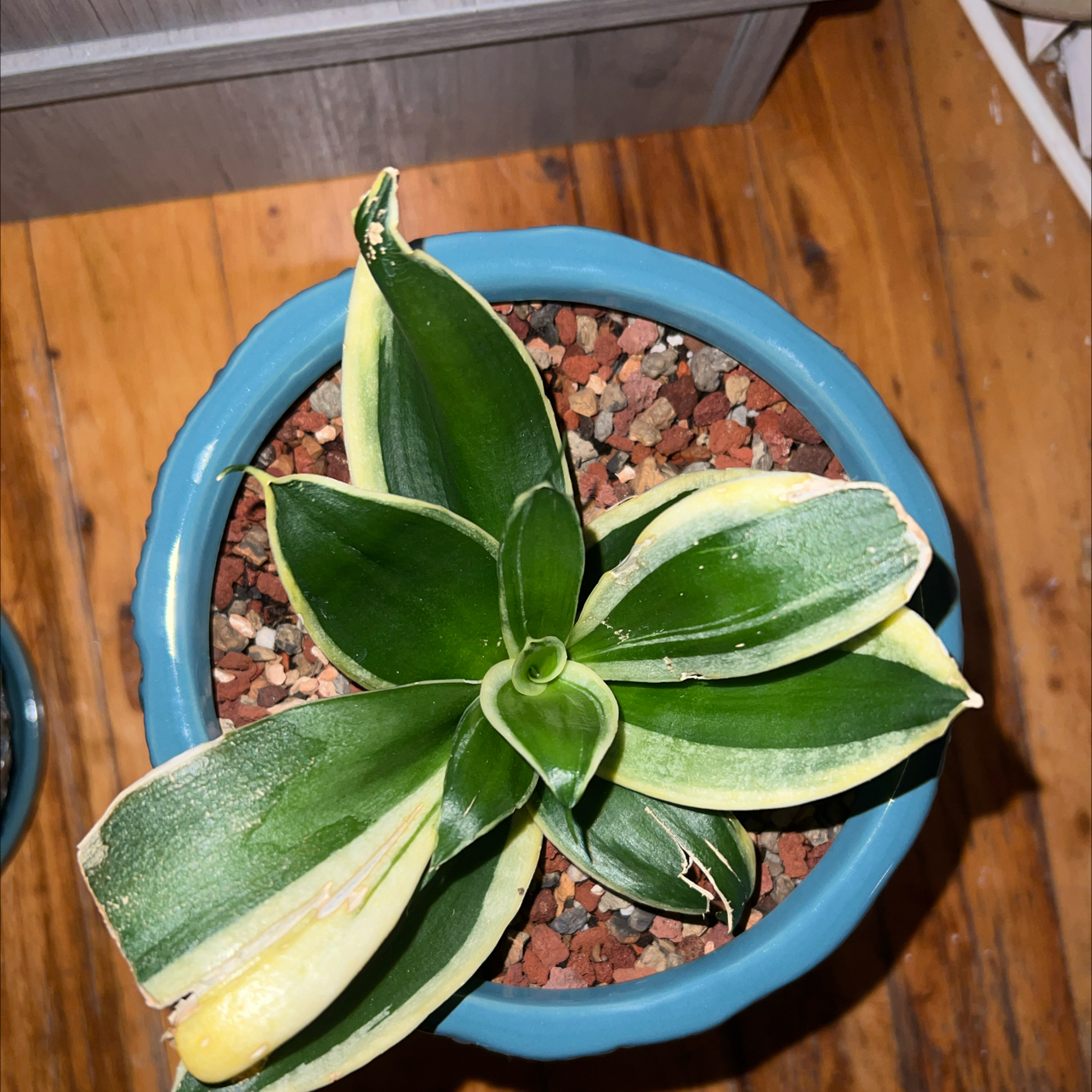 Photo of the plant species Sansevieria trifasciata hahnii 'Ocean Star' by @MarkedPineapple named La Niña on Greg, the plant care app