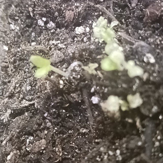 Photo of the plant species Sand Pygmyweed by @FunCatthyme77 named Einstein on Greg, the plant care app