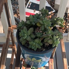 Photo of the plant species Shooting Star by @NewBrushbox9 named Anne on Greg, the plant care app
