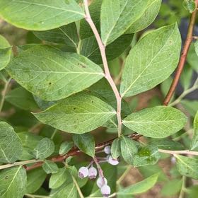 Photo of the plant species Rabbiteye Blueberry by @FreeCatthyme41 named Lola on Greg, the plant care app
