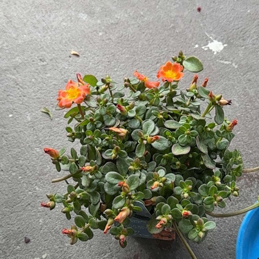Photo of the plant species Portulaca by @AgelessCapealoe named Kardashian on Greg, the plant care app
