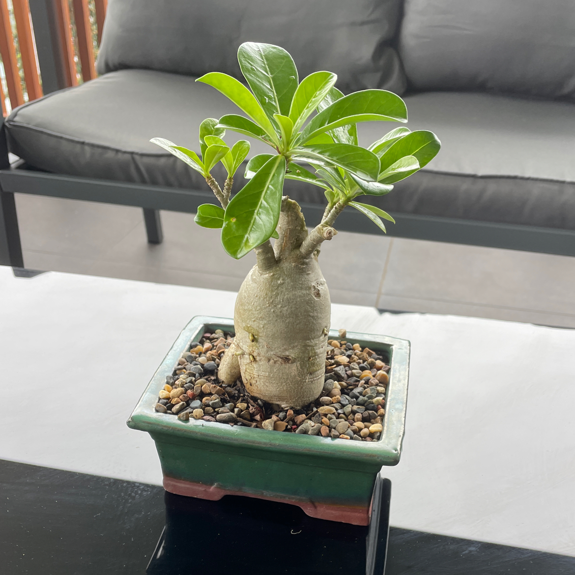 Desert Rose Plant in a small pot with pebbles, healthy green leaves, and a thick trunk.