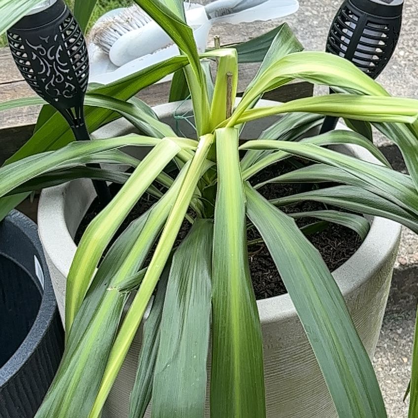 Photo of the plant species Cordyline 'Can Can' by @ForrealOmnom25 named Kobe on Greg, the plant care app
