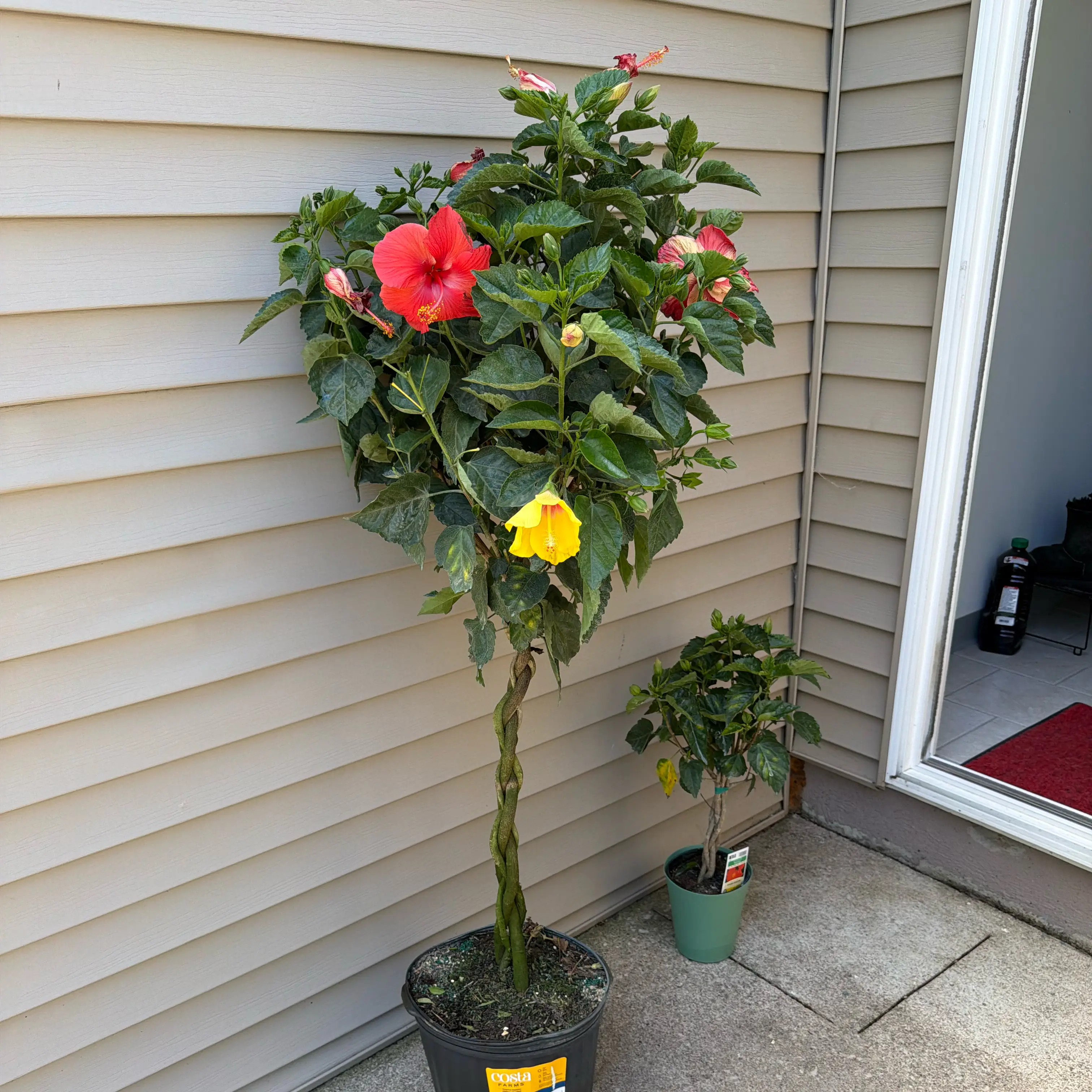Photo of the plant species Braided Hibiscus by @ComicSweetsop41 named Aurora on Greg, the plant care app