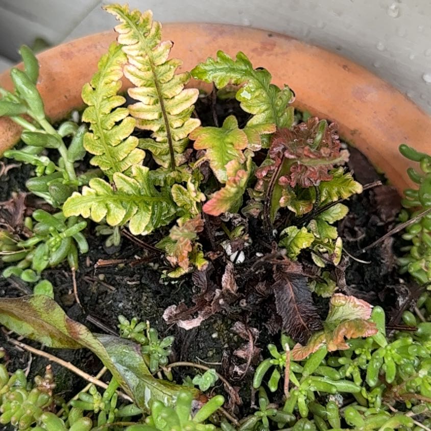 Photo of the plant species Licorice Fern by @RadPansy81 named Kardashian on Greg, the plant care app