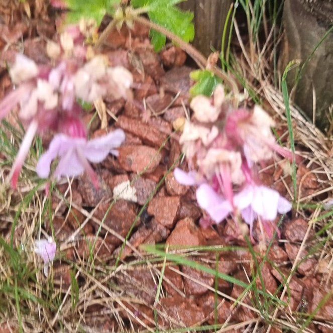 Photo of the plant species Wall Germander by @VigorousTipa41 named Mollie on Greg, the plant care app