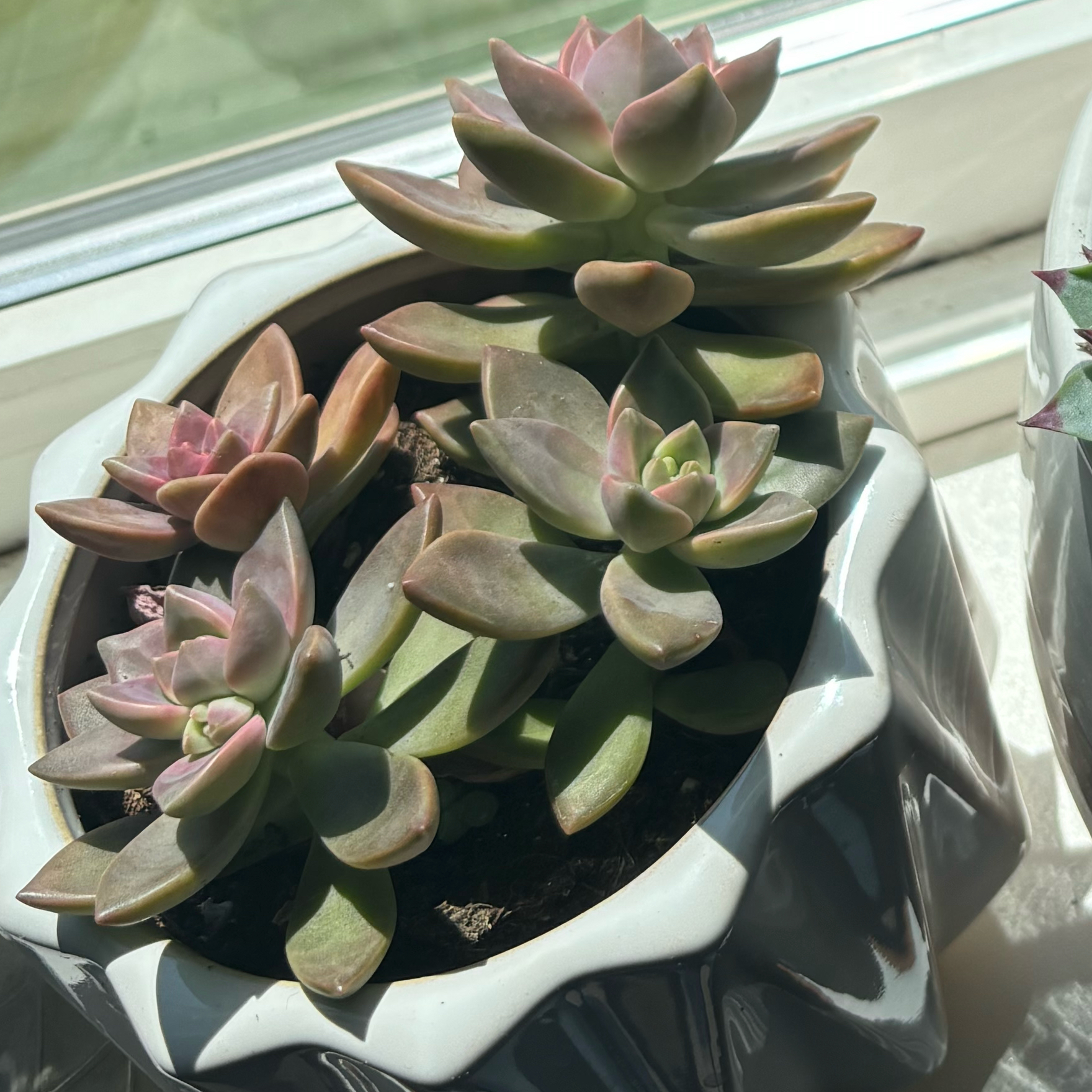 Photo of the plant species California Sunset by @KookyCardoon43 named Ghosty on Greg, the plant care app